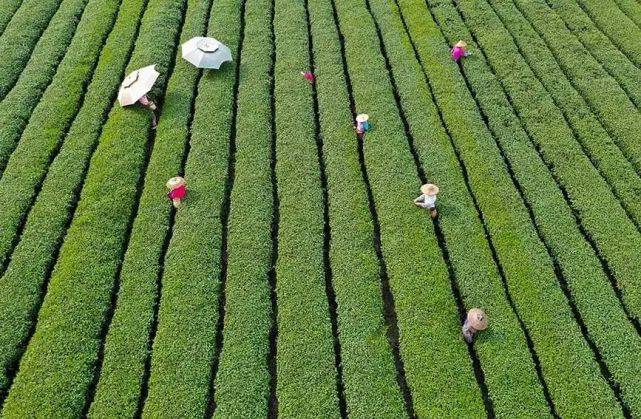 中邦首个茗茶资产带排行宣布云南普洱高德娱乐茶、浙江龙井、福筑金骏眉位列前三(图4)