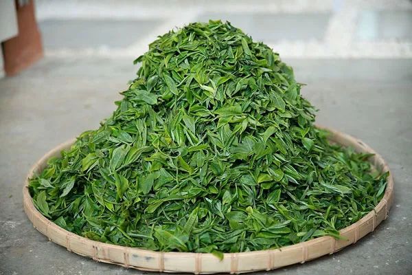 高德娱乐中邦茶叶的千年途程：从茶马古道到万里茶道