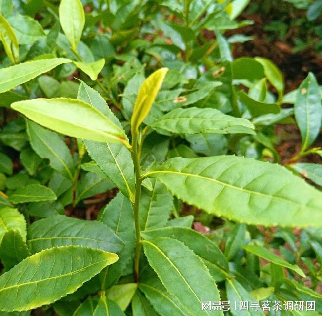 高德娱乐苏北狼山南通茗茶——四寻茗茶走进江苏南通寻找军山茶奇特魅力(图2)