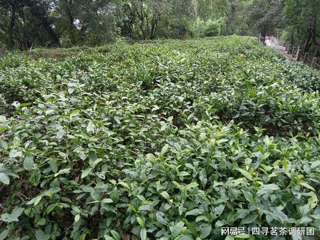 高德娱乐苏北狼山南通茗茶——四寻茗茶走进江苏南通寻找军山茶奇特魅力(图3)