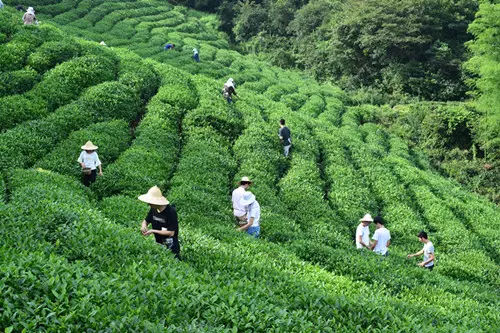 高德娱乐甘肃文县茶农半生“与茶为伍”：营生器材更是修身养性佳品