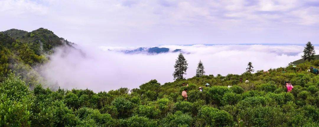 高德娱乐2021年广东十大茗茶揭橥河源6款茶入选！(图1)