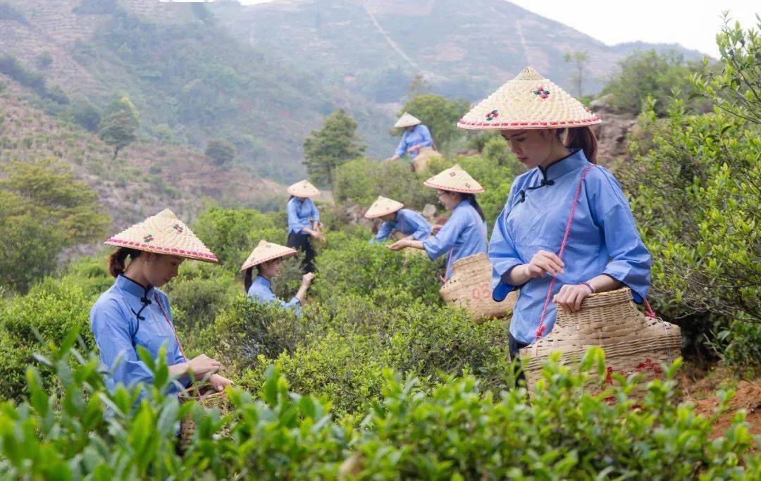 高德娱乐2021年广东十大茗茶揭橥河源6款茶入选！(图2)