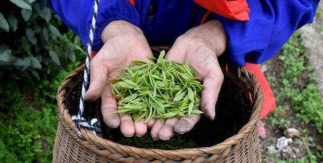 高德娱乐茶叶的常识