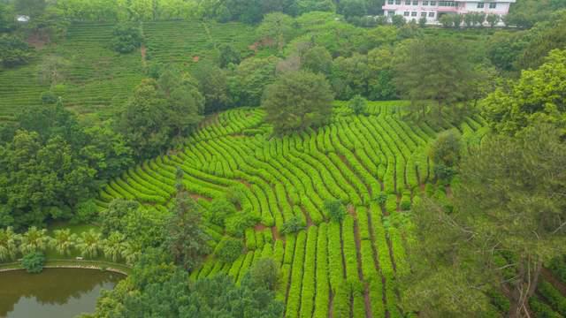 茗茶远离都邑高德娱乐的喧闹正在青山绿水间纵情减弱身心享福自然(图3)