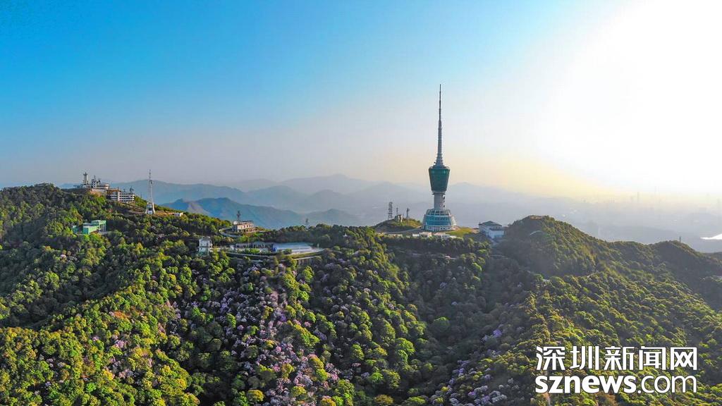 漫山遍野一片粉！深圳梧桐山最美花海开高德娱乐放最佳欣赏期就正在这几天(图3)