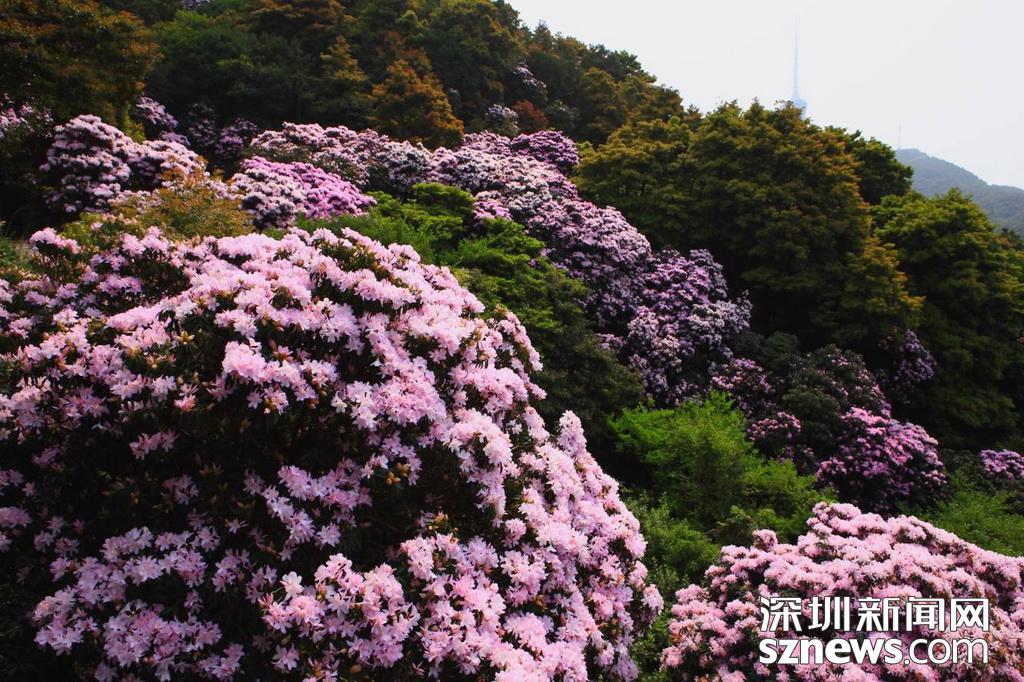 漫山遍野一片粉！深圳梧桐山最美花海开高德娱乐放最佳欣赏期就正在这几天(图2)