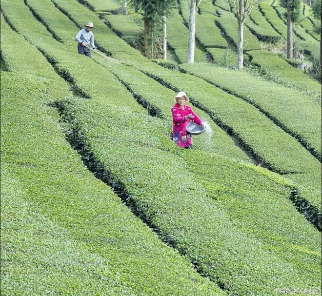 高德娱乐寰宇哪里的茶叶最好喝？通过评选10个地方很著名有你田园吗？(图8)