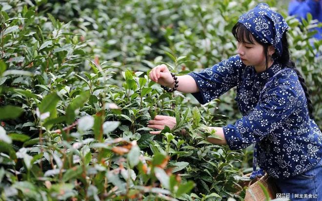 高德娱乐寰宇哪里的茶叶最好喝？通过评选10个地方很著名有你田园吗？(图5)