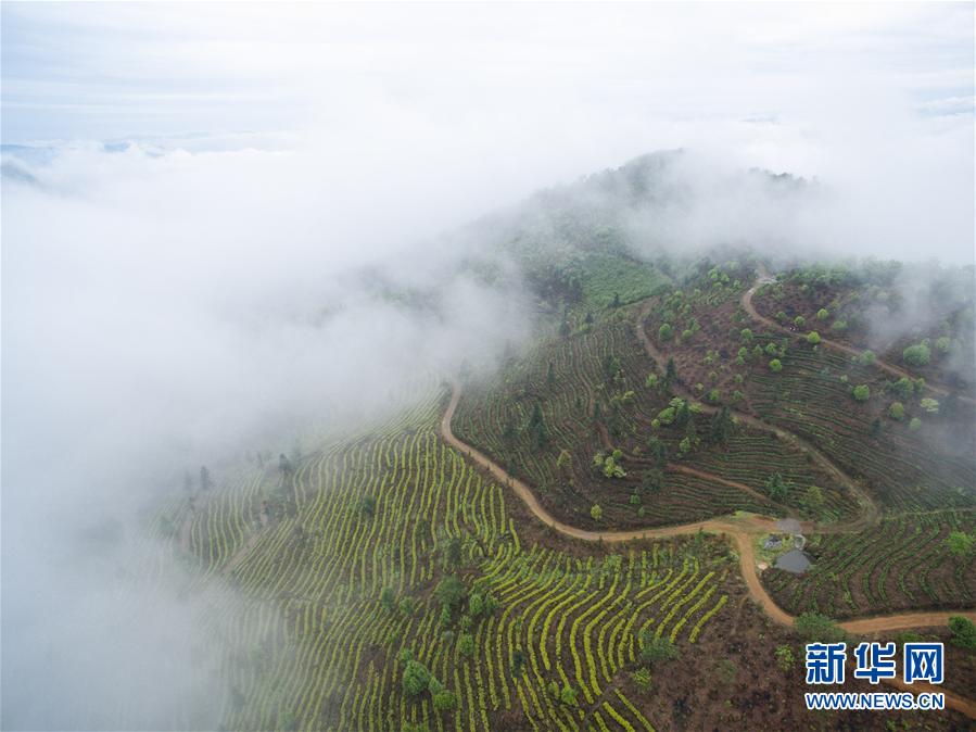 中邦六大茗茶的筑制工艺与留存技巧高德娱乐(图1)