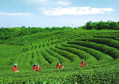 高德娱乐茶体旅统一再谱新篇！这场茶道山径竞走出“加快率”