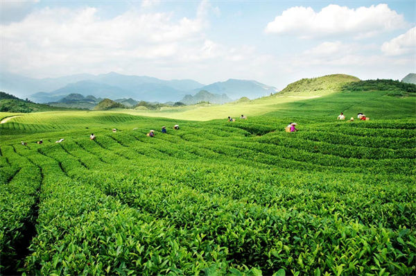 高德娱乐茶叶百科-茶叶学问大全