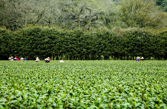 茶语网今世茶文明引申者_茶语_高德娱乐茶网_茶叶