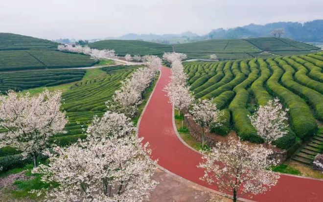 茶史篇 回望中邦茶叶100年（无缺版）高德娱乐(图14)