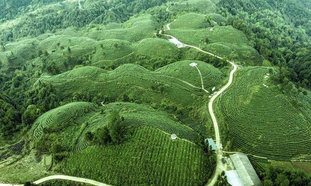 高德娱乐细说茶叶的八大品种