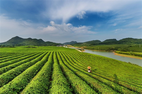 中邦最知名的十高德娱乐大茶叶