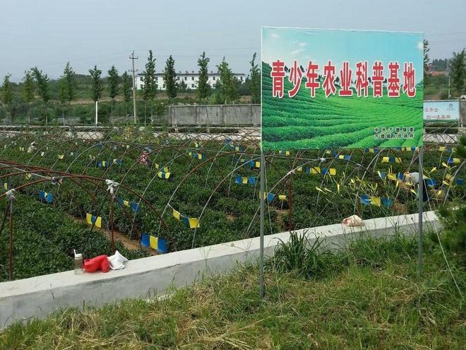 高德娱乐泉城茗茶长清常青——四寻茗茶山东济南调研茶叶资源(图2)