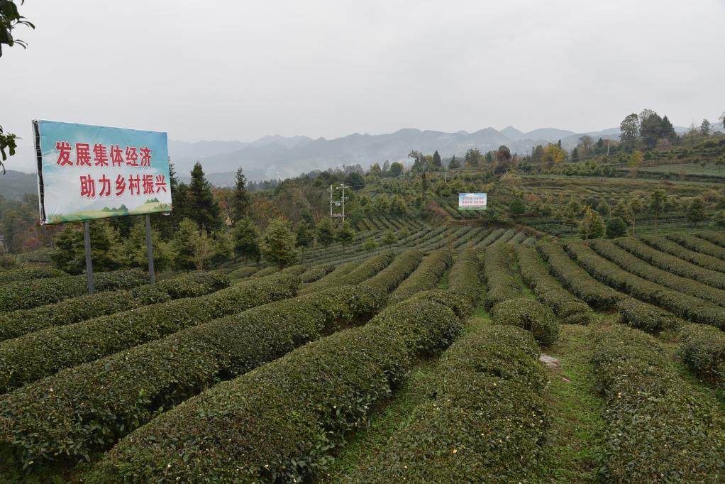 茶叶百科-高德娱乐美食寰宇