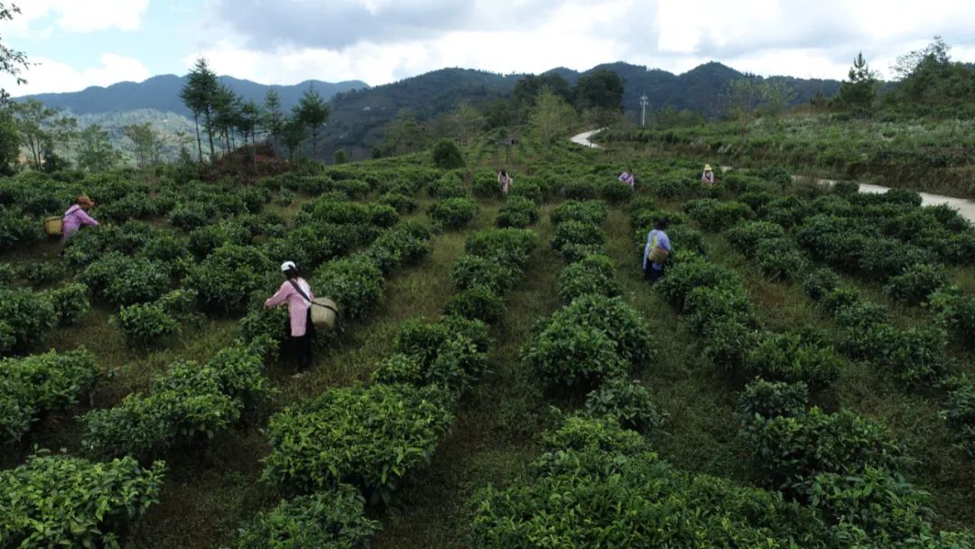 枝高德娱乐江茶叶深加工门道越走越宽