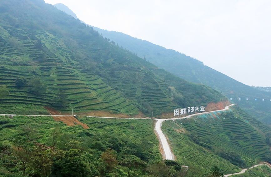 高德娱乐好山好水出好茶(图4)