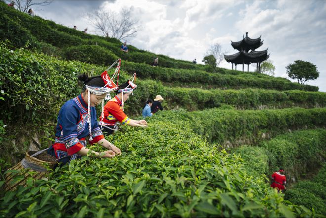 中邦邦际茶文明探究会首届民族茶艺大赛动手报名！高德娱乐(图2)