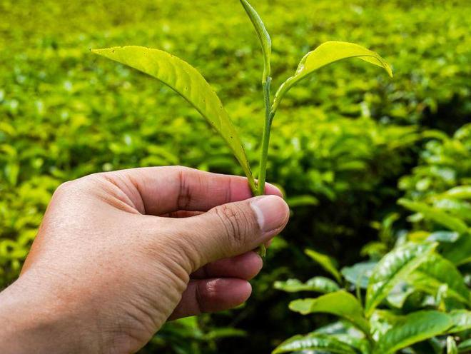 高德娱乐茶叶比产能过剩更恐惧的是：代价虚高老平民底子喝不起(图4)