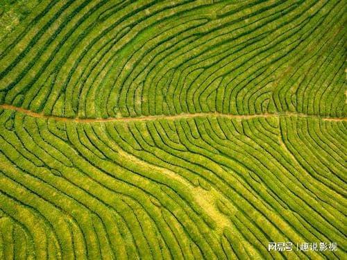 高德娱乐茶文明的开端(图2)