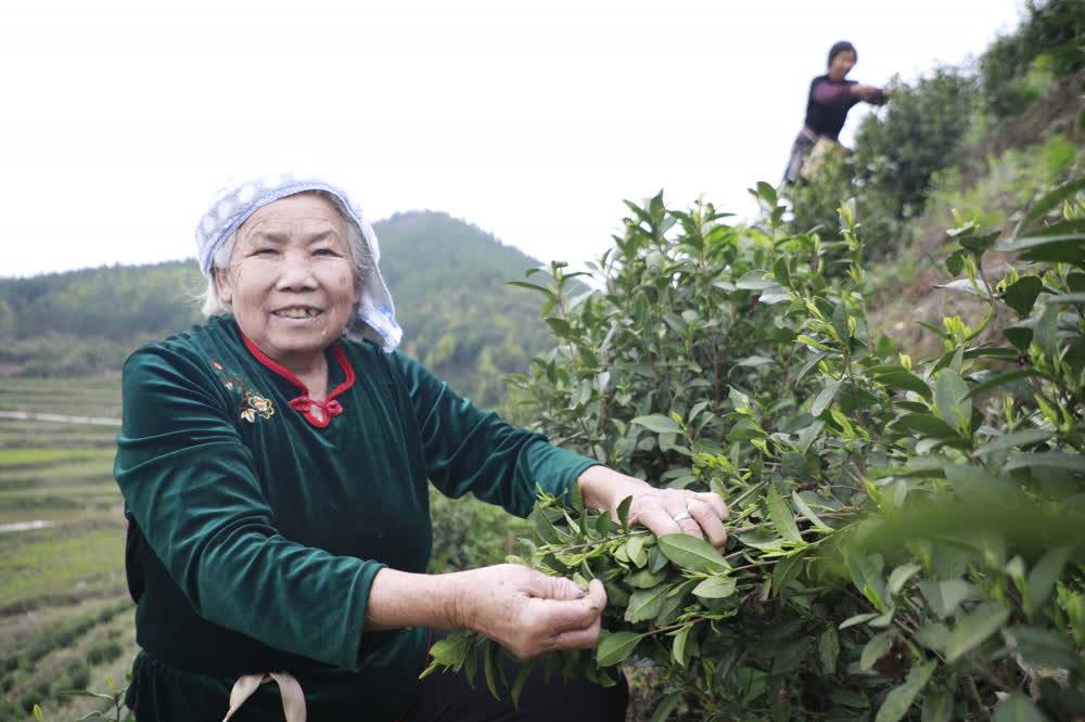 高德娱乐新田：春茶吐新芽 采摘正当时(图1)