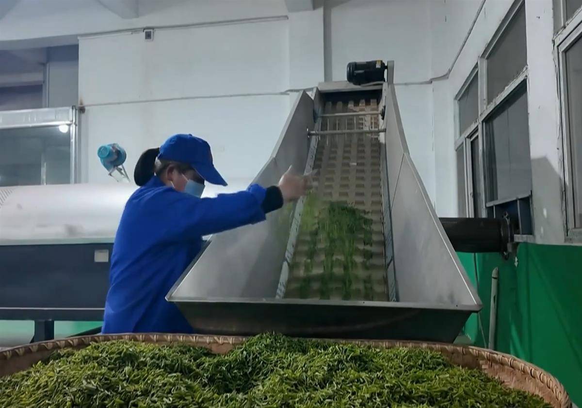 高德娱乐好茶不怕晚 质优价更高 大悟30万亩茶园相联开采(图1)