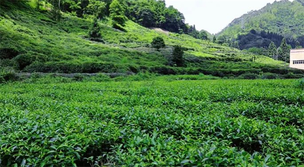 一片茶叶高德娱乐写透炫舞人生