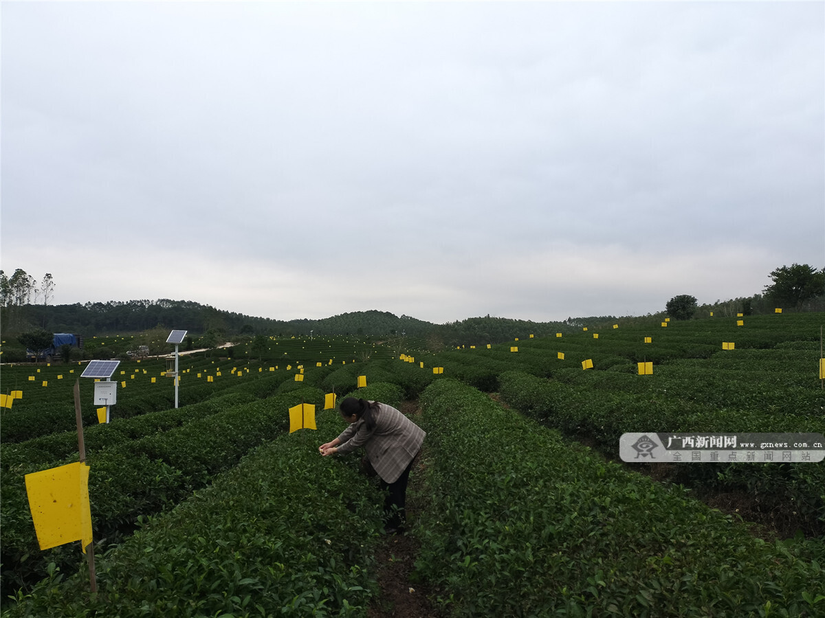 高德娱乐一缕茶香沁万家——汉滨区促进“陕茶一号”高质料成长之将来篇-安康音讯网