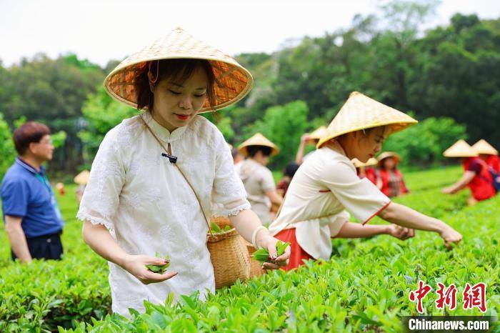 广东英德超17万亩茶园迎来“头采”季高德娱乐(图2)