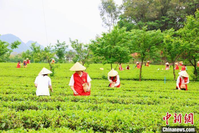 广东英德超17万亩茶园迎来“头采”季高德娱乐(图3)