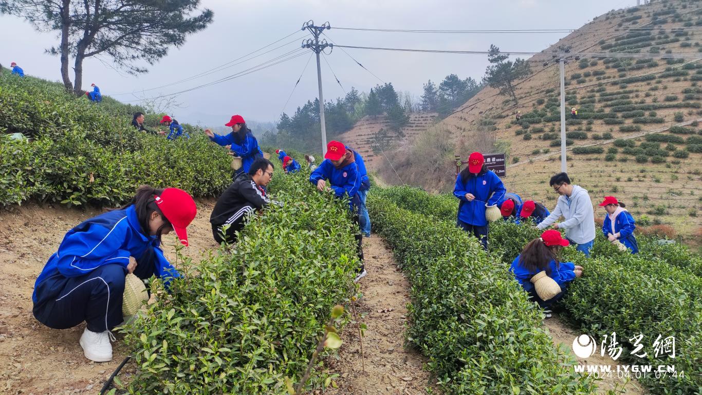 高德娱乐商南举办职业院校技巧大赛（中职组）“手工制茶”和“茶艺”逐鹿(图4)