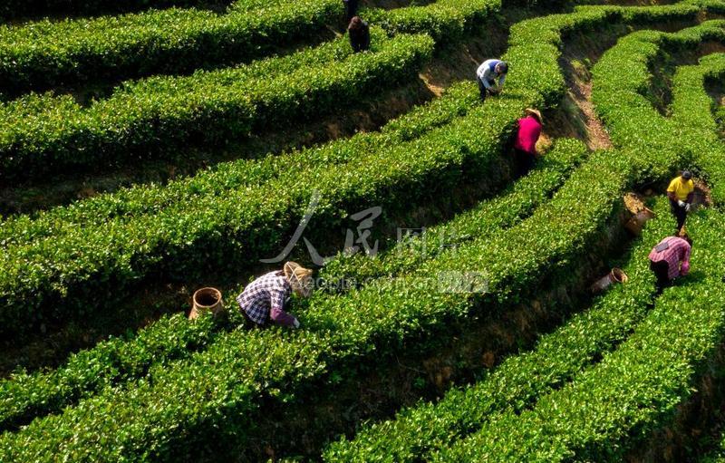 大理巍山：满园茶飘香春茶高德娱乐采制忙