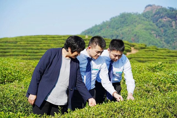 天羽茶业：制茶行家高德娱乐助力企业做好茶