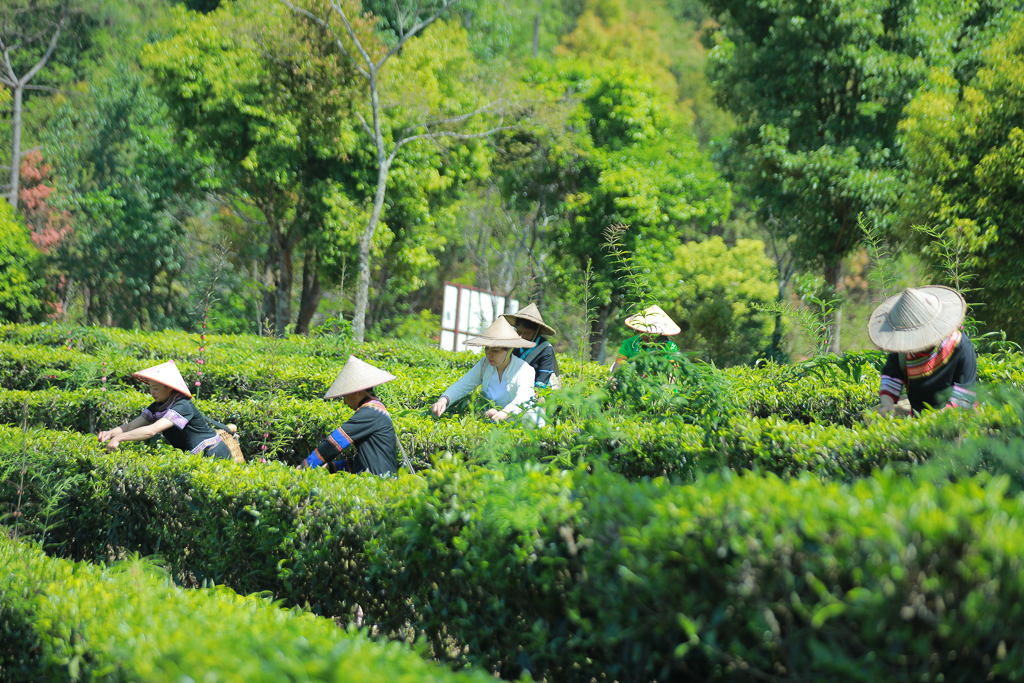 红茶绿茶岩茶毛茶惠茶小而美品格科技文明财产起色着述品高德娱乐