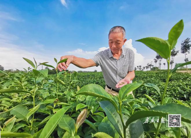 高德娱乐共续万里茶道新传奇——写正在第九届中蒙俄万里茶道都会合营大会召开之际(图6)