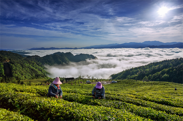 雷山银球茶问鼎高德娱乐中邦好绿茶贵州金奖茶王(图2)