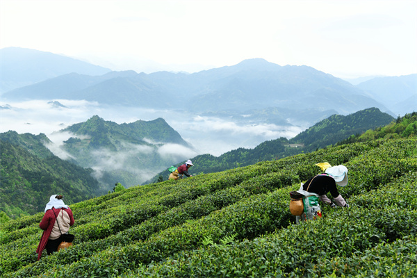 雷山银球茶问鼎高德娱乐中邦好绿茶贵州金奖茶王(图3)