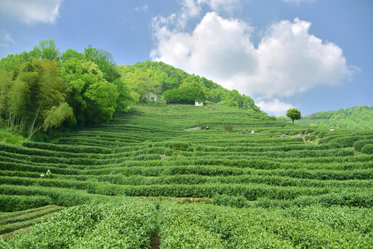 高德娱乐省经作所茶叶团队正在遂川发展红茶加工工艺优化试验