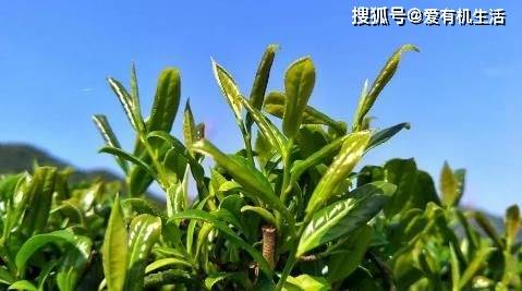 春茶是什么茶高德娱乐春茶为什么清明节前更好喝？(图2)