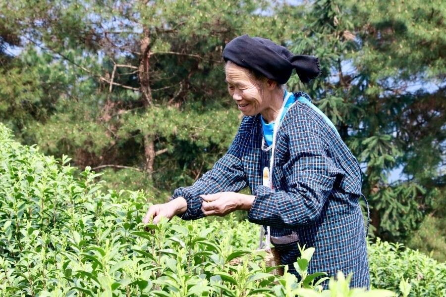 高德娱乐贵州独山茶叶“出山记”——从深山走向全邦的一片叶子自述(图2)