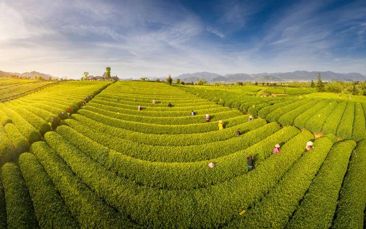 高德娱乐云茶飘香——从茶博会看云南茶资产新动能