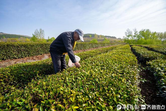 “南茶北引”70年日照全市茶园面积已高德娱乐达30万亩(图1)