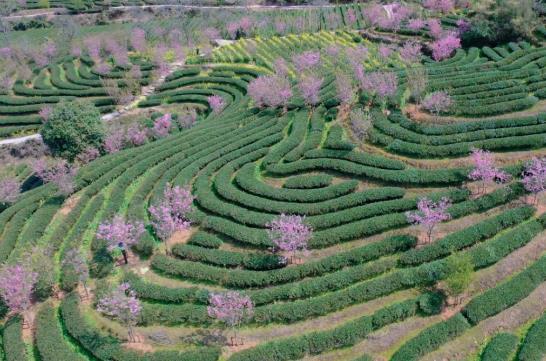 高德娱乐各地春茶上市伺探：小叶子大工业茶作品处处芳(图3)