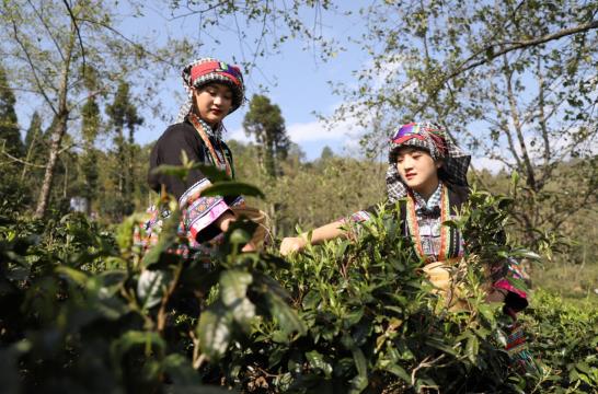 高德娱乐各地春茶上市伺探：小叶子大工业茶作品处处芳(图6)