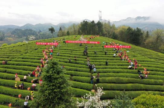 高德娱乐各地春茶上市伺探：小叶子大工业茶作品处处芳(图8)