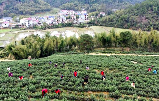 高德娱乐各地春茶上市伺探：小叶子大工业茶作品处处芳(图10)