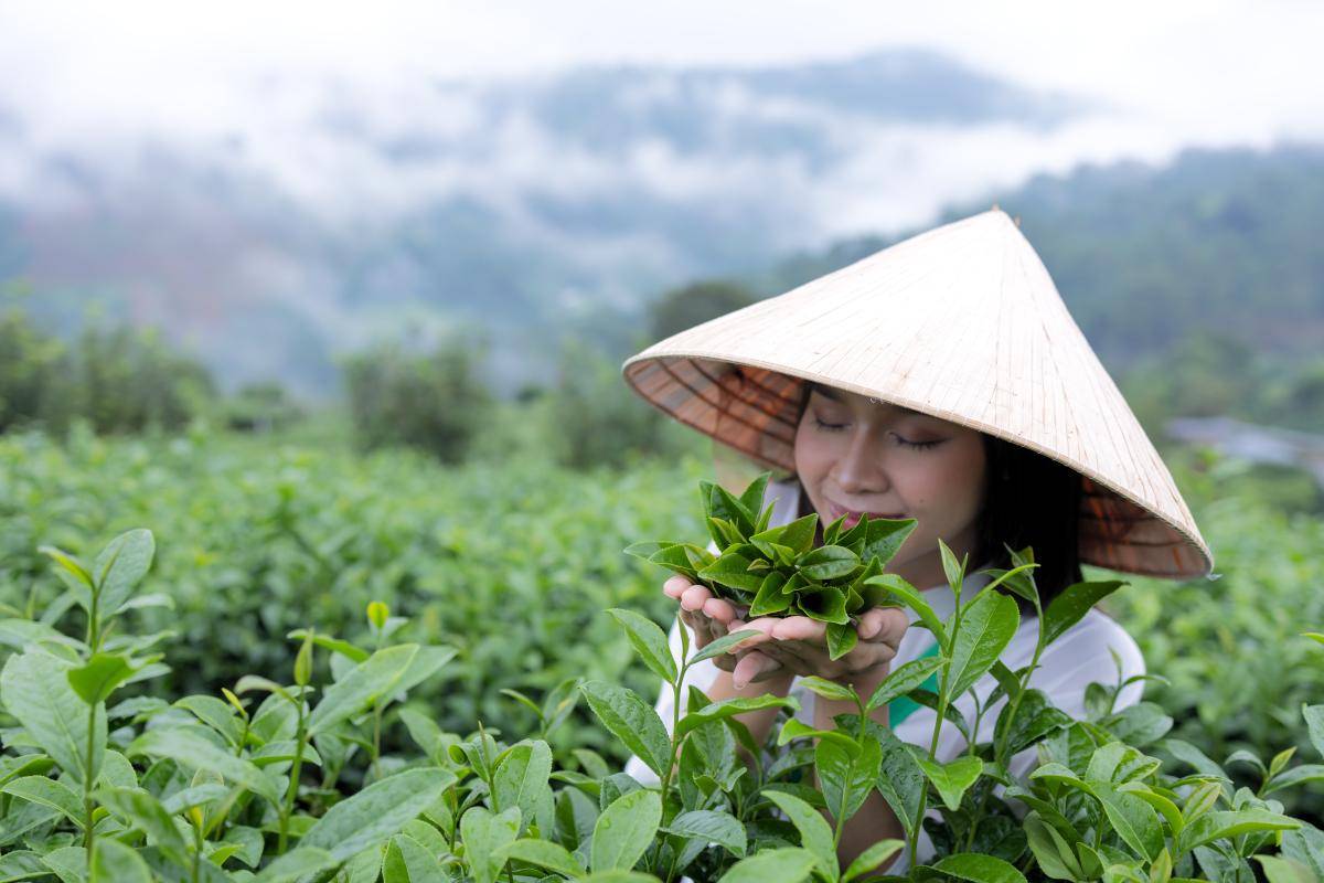 高德娱乐贵阳茶博会厘革当下(图6)